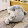 Delfin, Boll