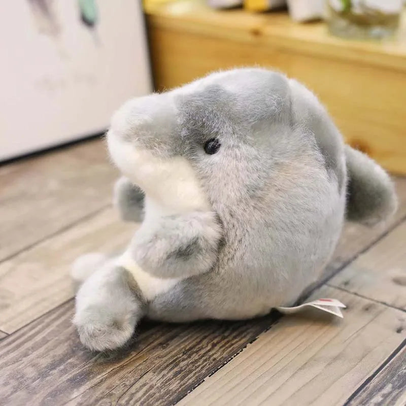 Delfin, Boll